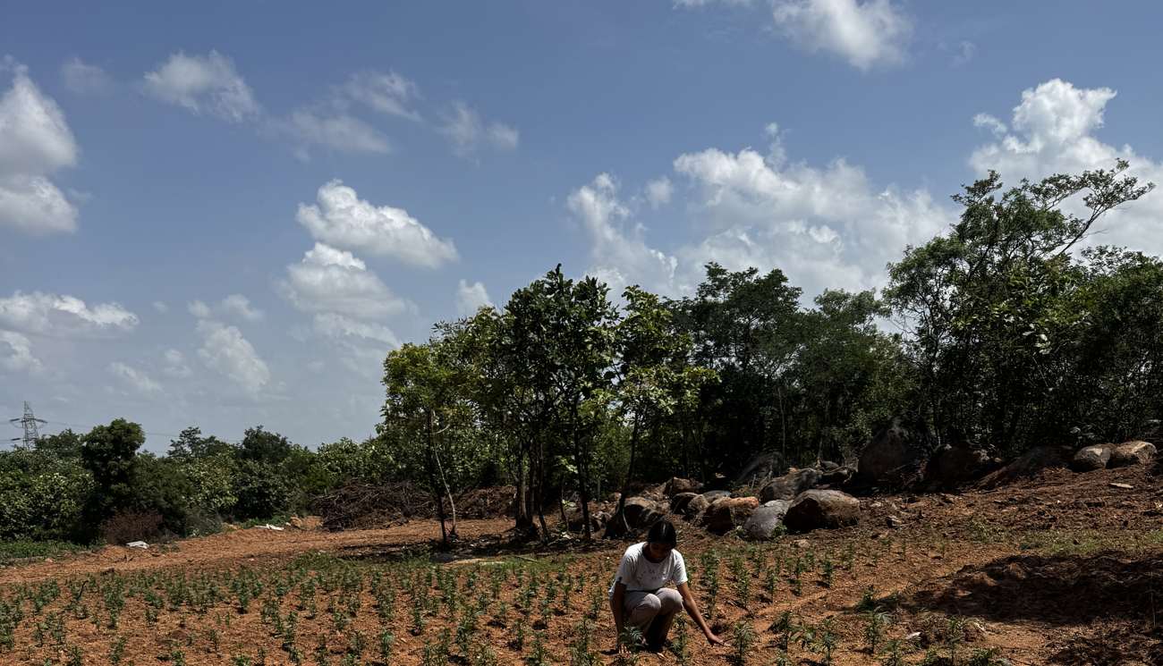 Wide view of the farm: monsoon sky, tree line and boulders above the marigold field