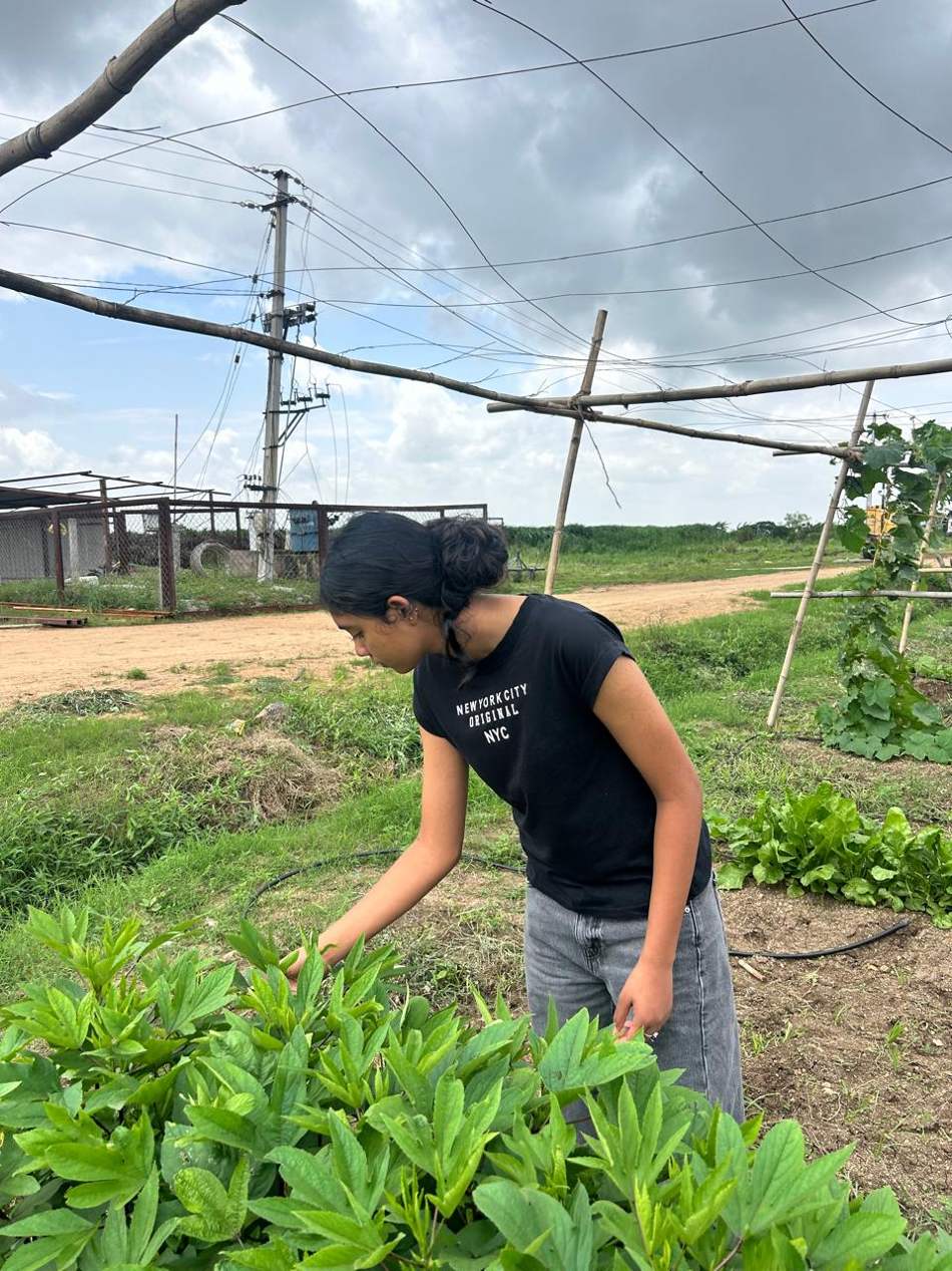 Kruthika bending over a bed of leafy greens, with the farm track and vine frames behind her