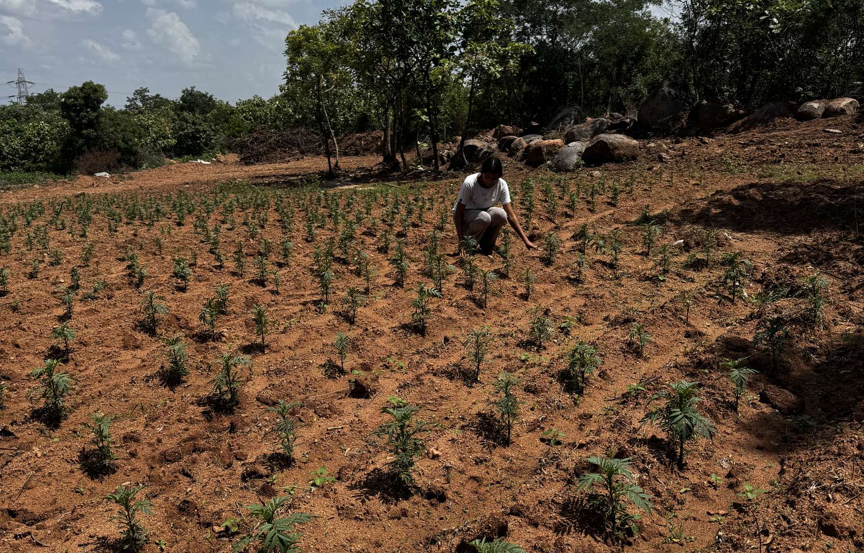 Kruthika Mopperthy crouching among rows of young marigold plants in a red-soil field