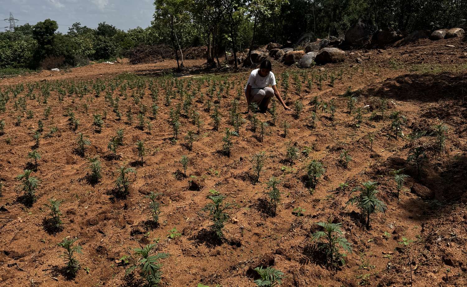 Rows of young marigold plants across a red-soil field, Kruthika working among them