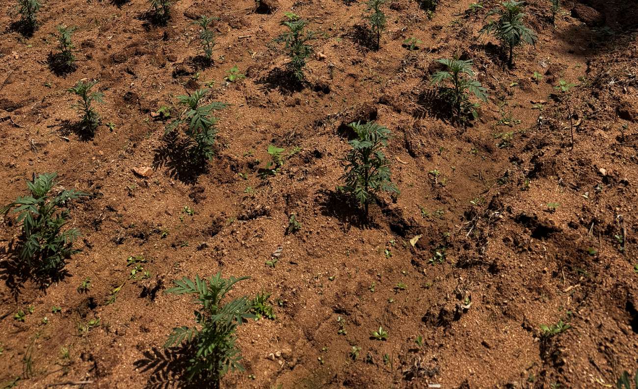 Close rows of young marigold plants in red laterite soil
