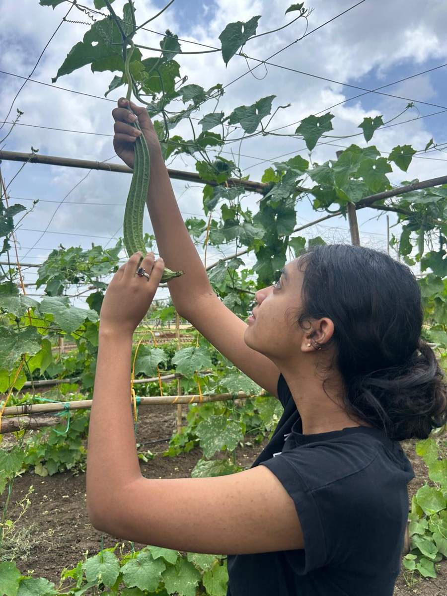 Kruthika reaching up to inspect a long ridge gourd hanging from a bamboo and wire trellis