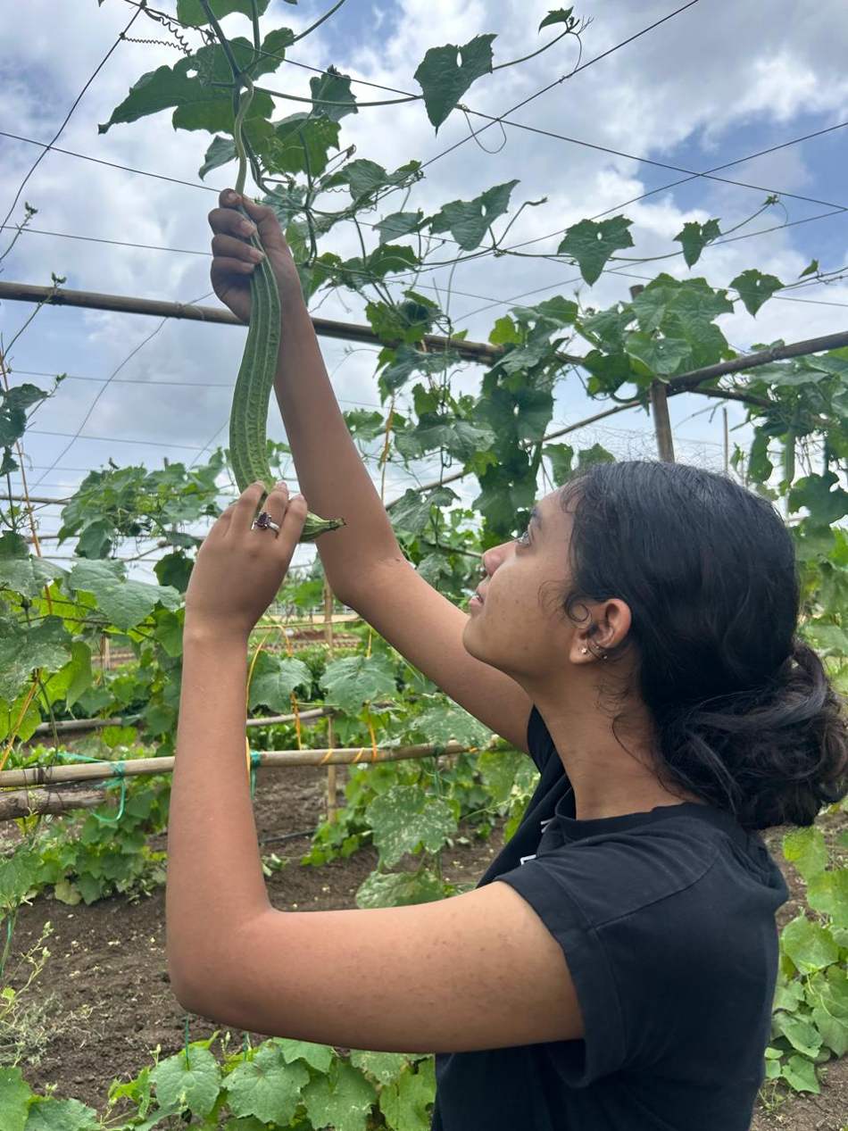Kruthika reaching into the vine canopy, a ridge gourd in her hand