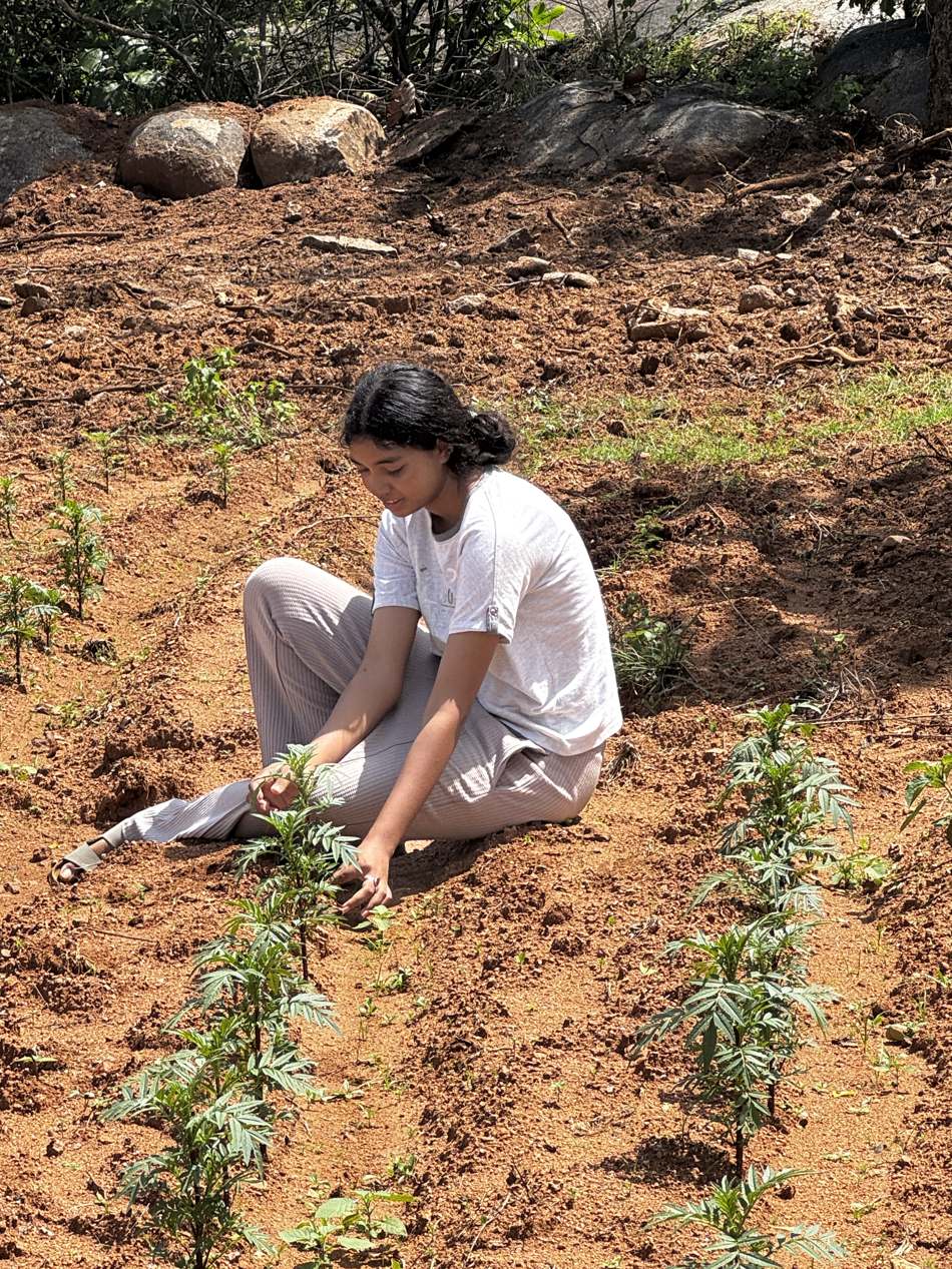 Kruthika sitting on the red soil, planting a young marigold by hand